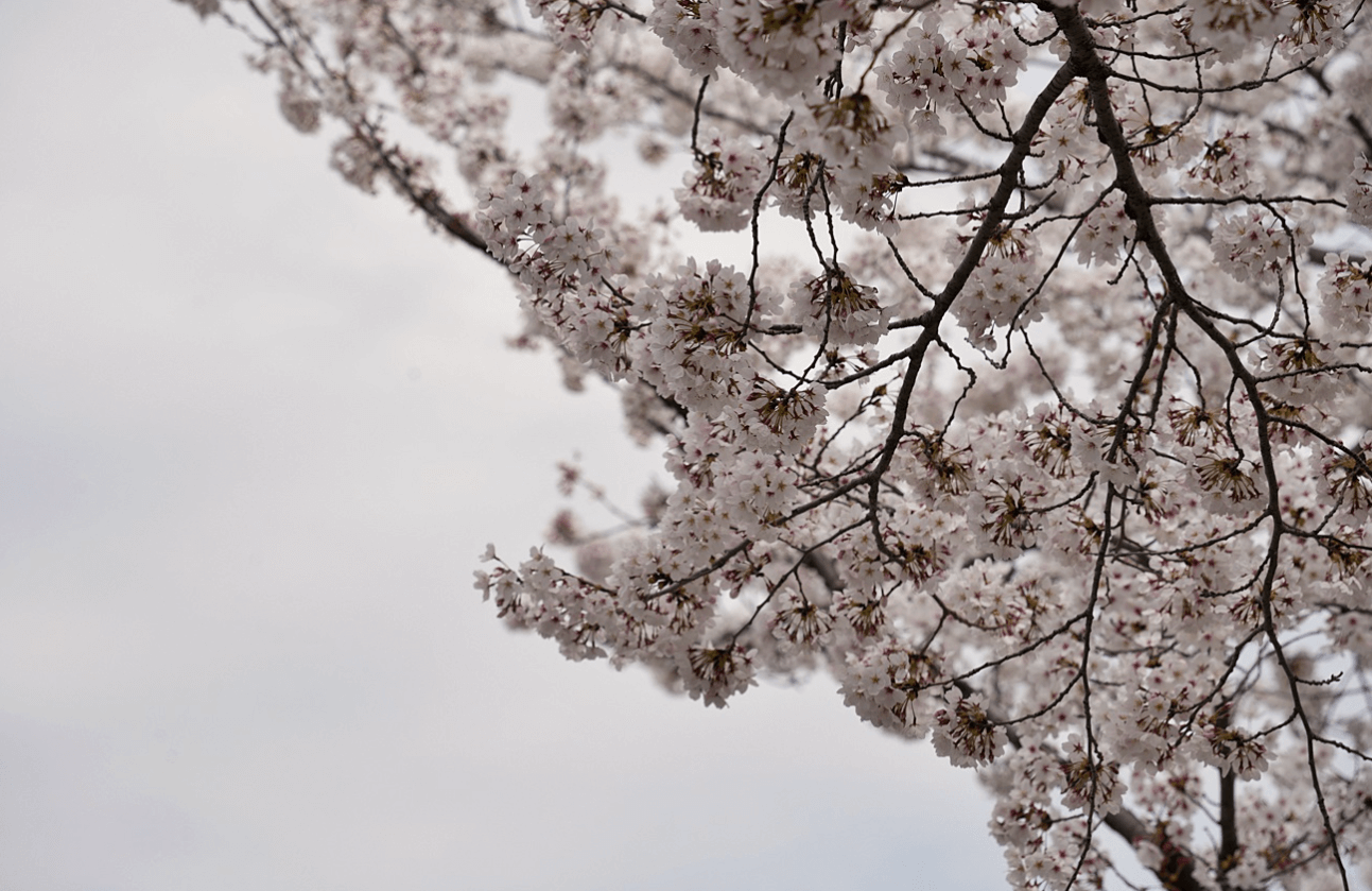 경주 벚꽃 개화시기