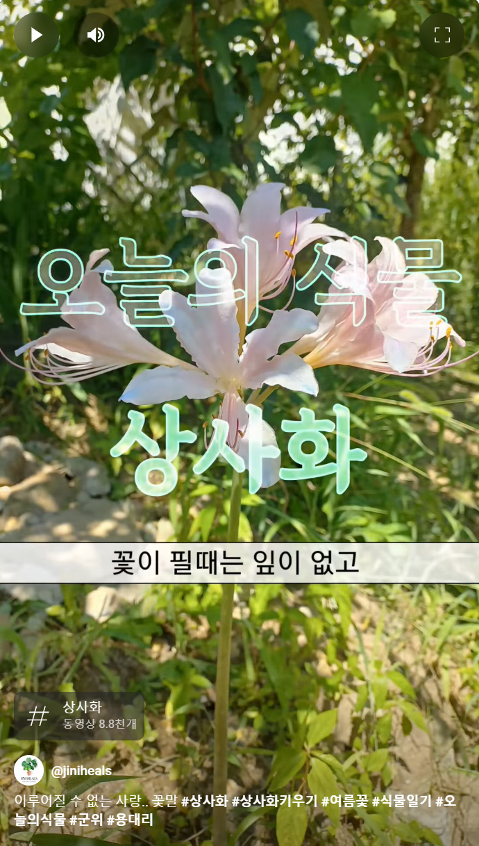 봄에는 잎만 여름에는 꽃만 피어서 꽃과 잎이 서로를 만날 수 없는 상사화