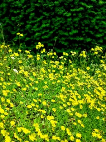 아파트 화단에 핀 5월의 꽃 송엽국 작약 금계국 털개구리미나리_14