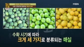 매실 수확 시기 매실장아찌 매실청 매실주 담그는 법_3