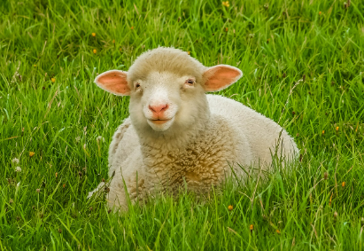 2025년 6월 양띠 생년별 운세