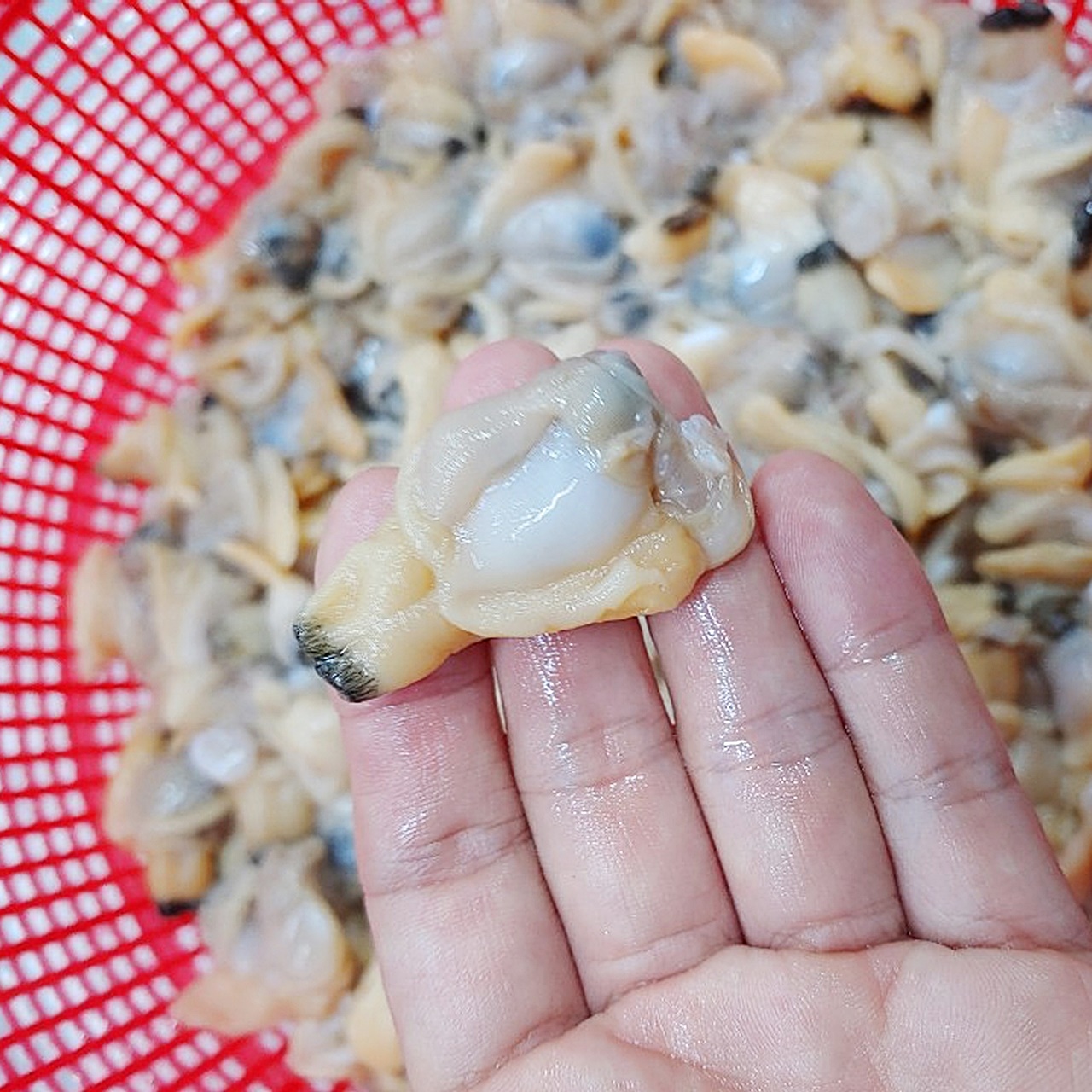 손 위의 바지락 3