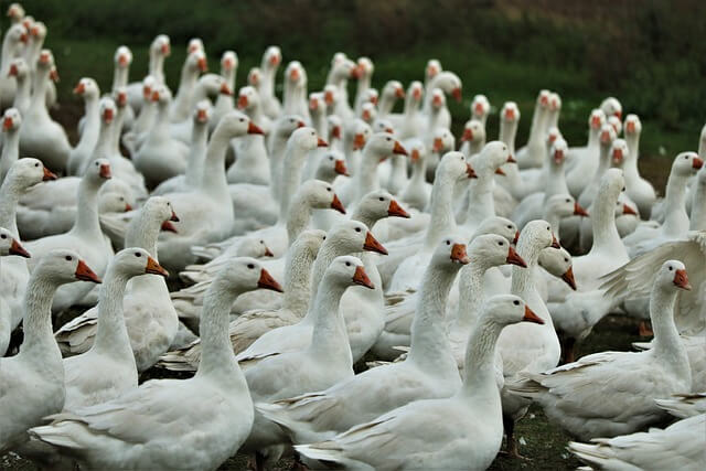 조류독감 H5N2 첫 사망자 확인