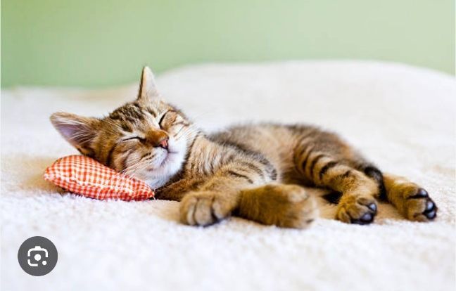 고양이 수명 줄이는 5가지 행동(수분부족,치아관리,비만관리,스트레스방치,건강검진미루기)