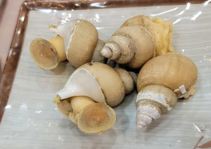 속초 대포항 대게 맛집 대포항 명가횟집