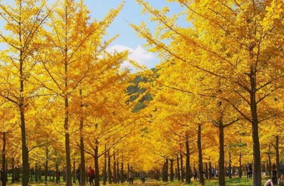 홍천 가볼만한 곳: 은행나무 숲, 알파카월드, 팔봉산