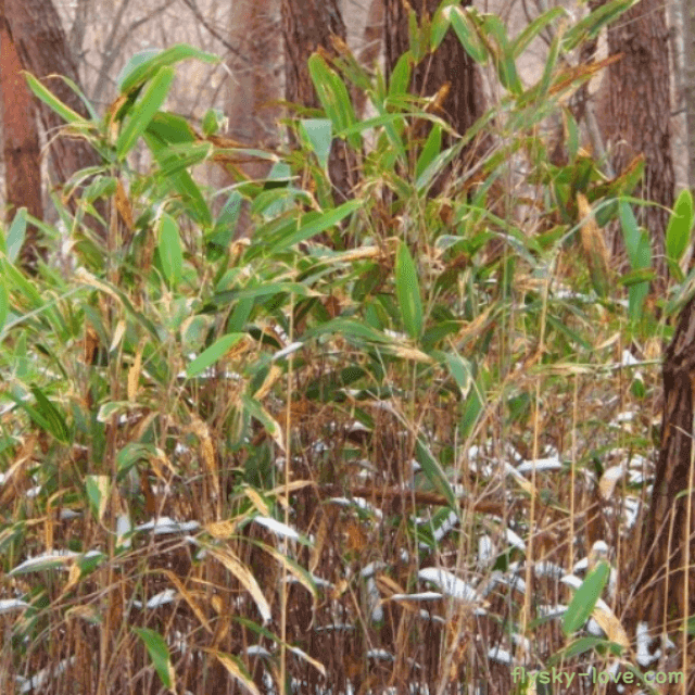 고혈압에 좋은 조릿대