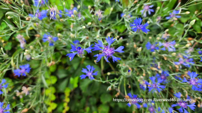 수레국화 Cornflower