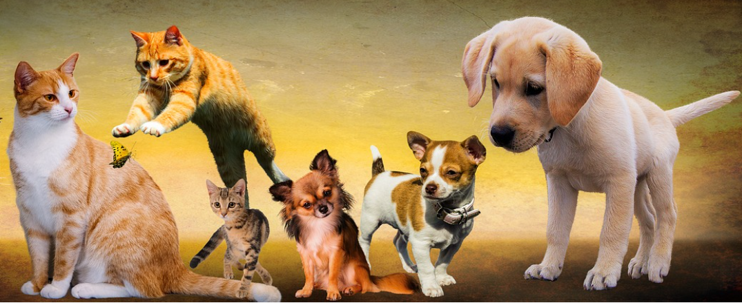 영화 개와 고양이를 위한 시간 관련 사진