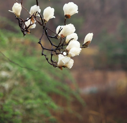 봄비 젖은 목련
