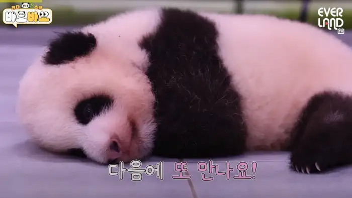 아기바이오-판다