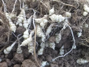 초석잠 재배 씨눈 맞추기 보온 피복 수확 정리_3