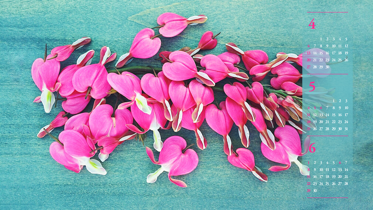 04 금낭화 꽃더미 B - 2025년5월 노트북배경화면