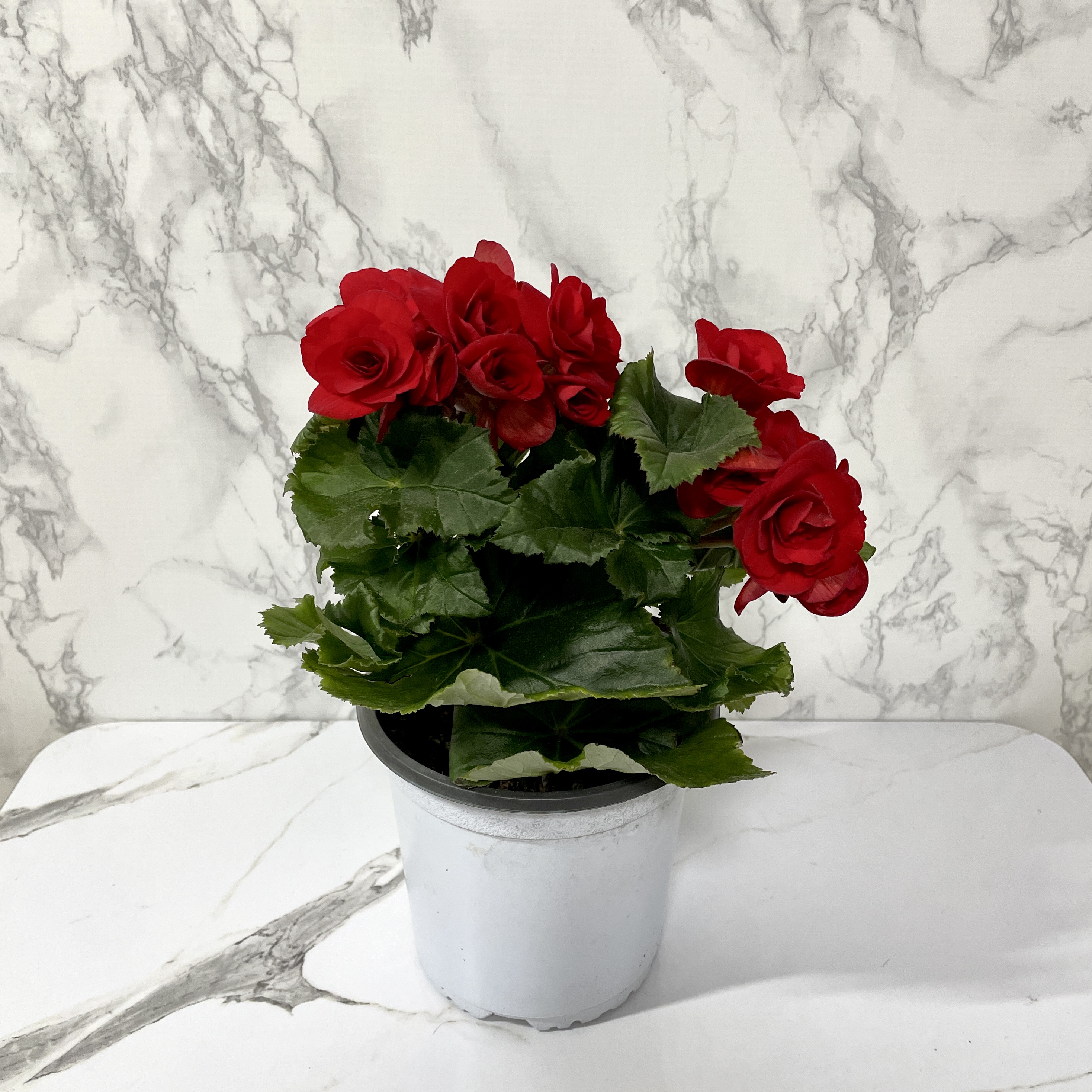 베고니아 키우는 법, 물주기, 햇빛, 관리방법