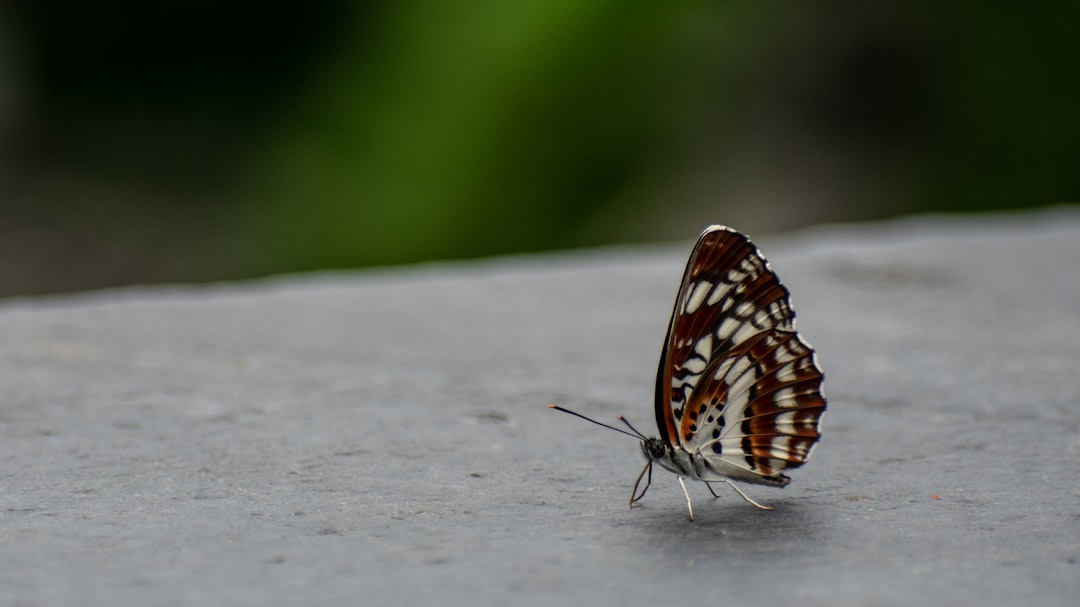 Visitor
