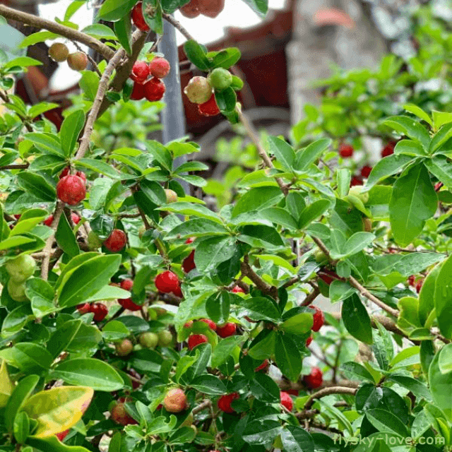 비타민이 풍부한 아세로라