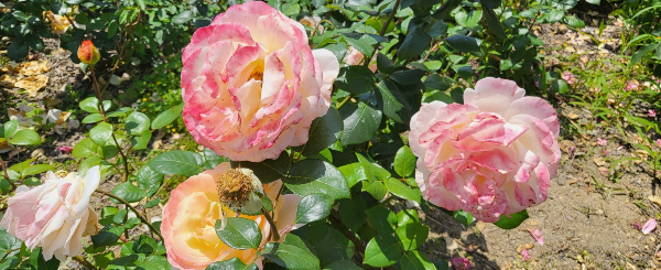 장미축제 중랑천