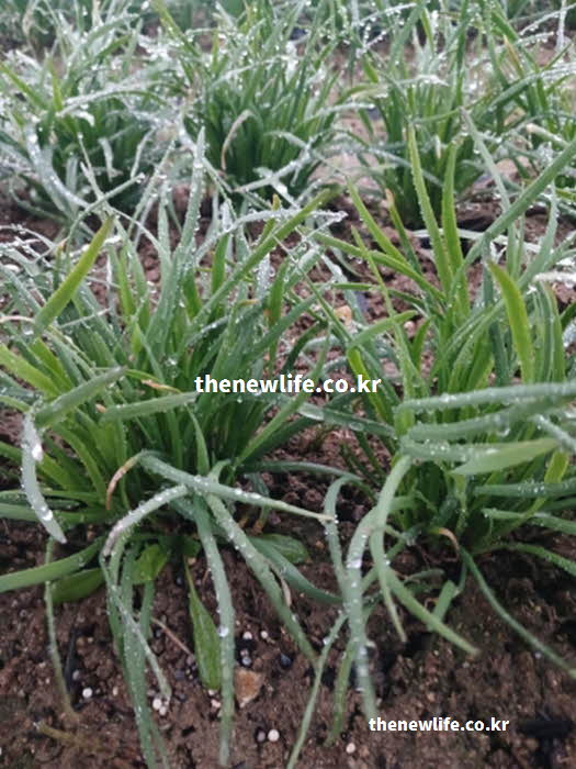 부추 효능 남자 건강 황화알릴 비타민 B1