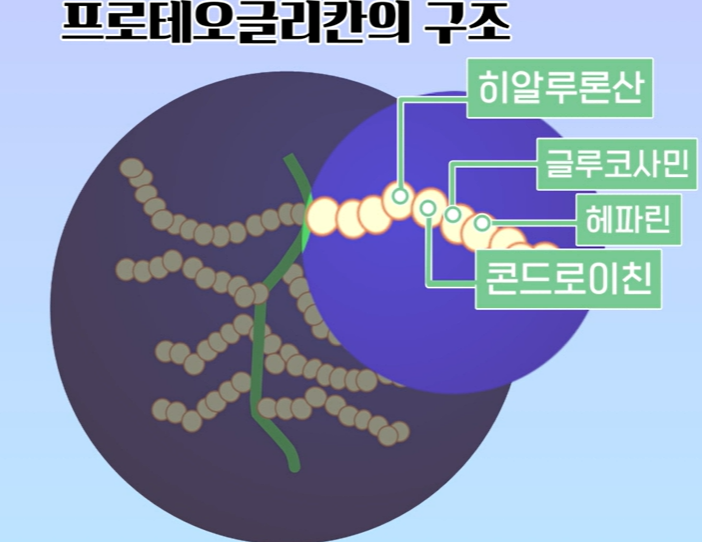 프로테오글리칸
