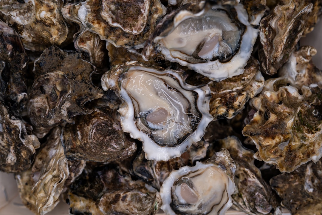 oyster