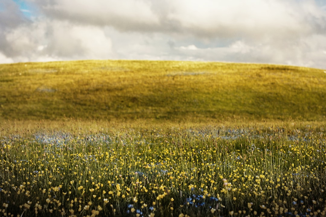 Hillside