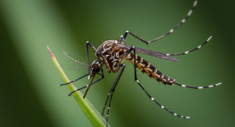 일본뇌염 매개모기(작은빨간집모기)