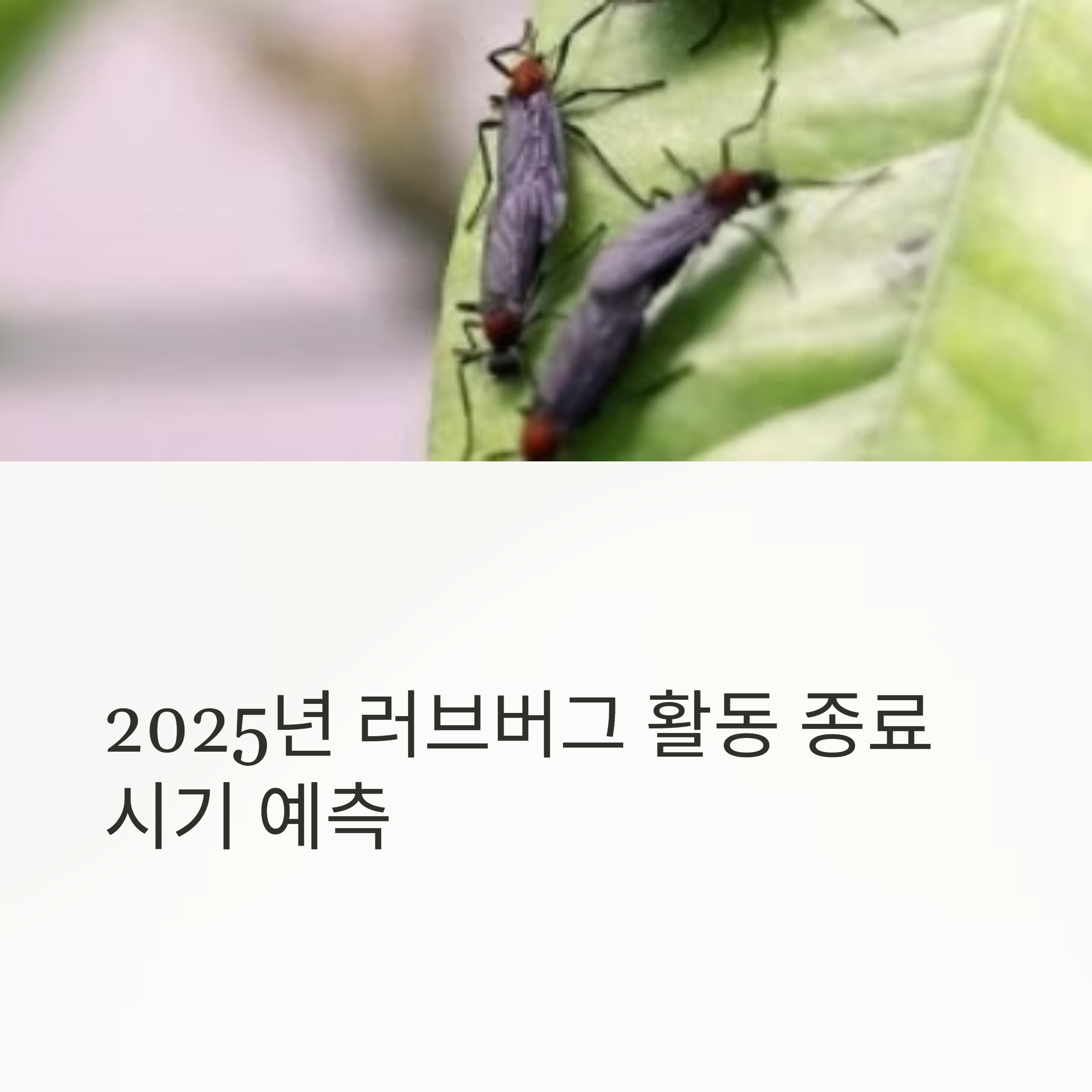 2025년 러브버그 활동 종료 시기 예측