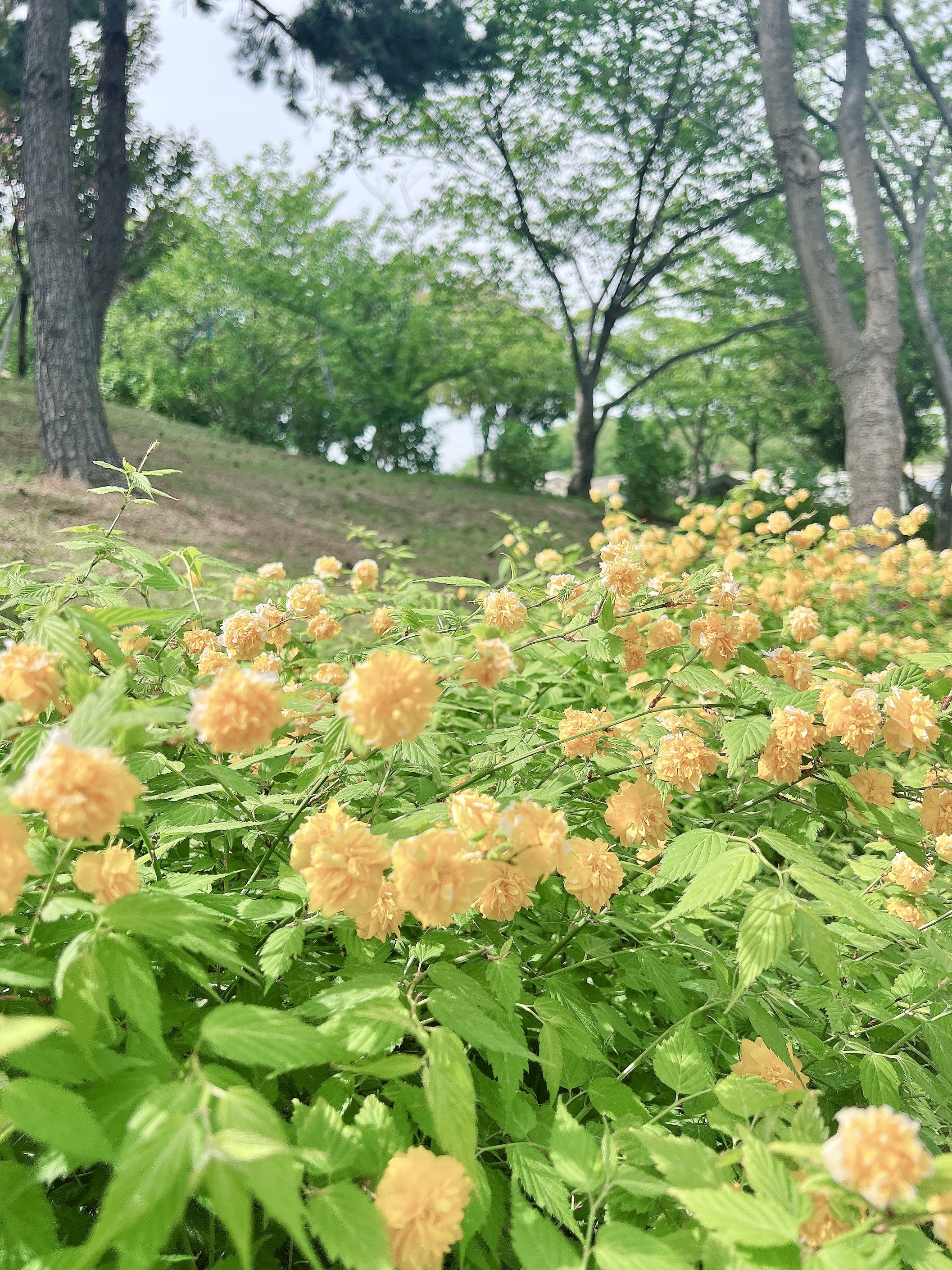 고래광장일원 봄꽃