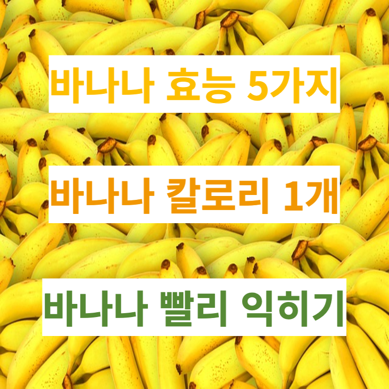 바나나 효능 5가지 바나나 1개 칼로리 (feat. 바나나 빨리 익히기)