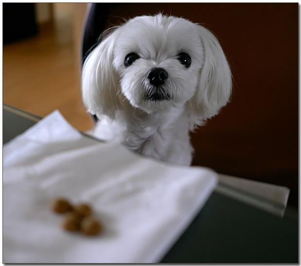 먹이를 바로보는 말티즈