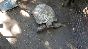 괌 여행 추천 괌 동물원