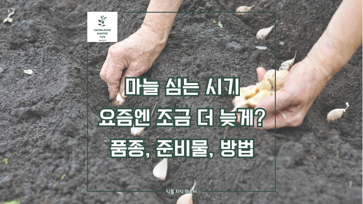 마늘 심는 시기, 요즘엔 조금 더 늦게? 품종 선택, 준비물, 마늘 심는 방법