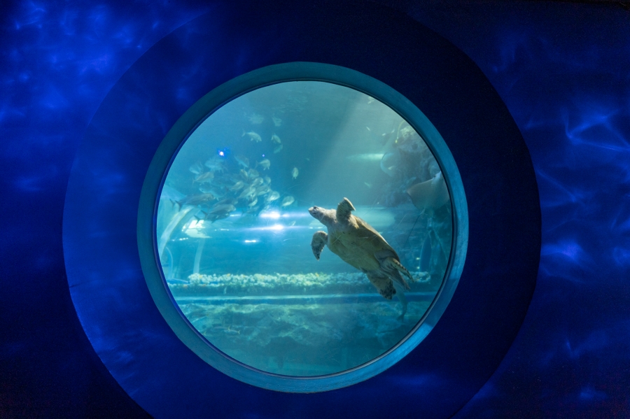 아쿠아리움 거북이