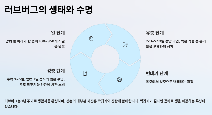러브버그 수명&amp;#44;원산지&amp;#44;출몰시기&amp;#44;퇴치방법 및 예방방법