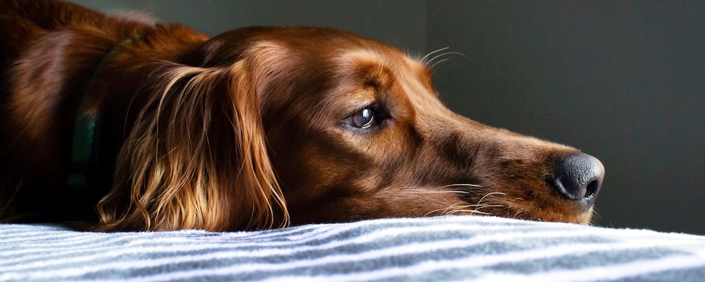 새끼 강아지 키우는법 10 이미지