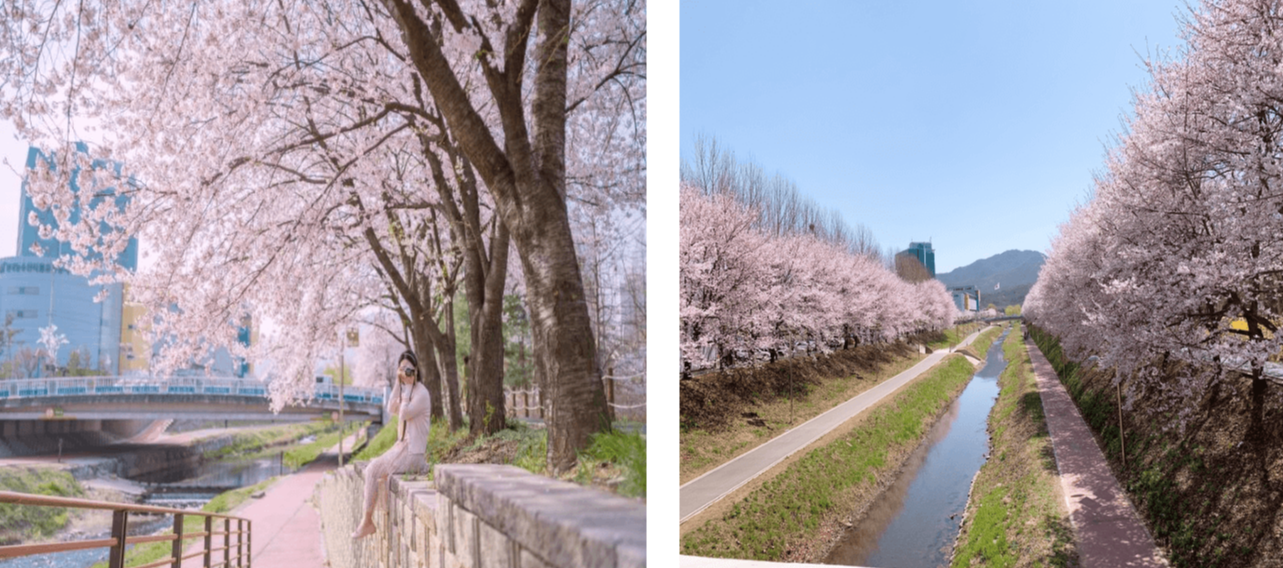 서울에서 꼭 가야할 벚꽃 명소