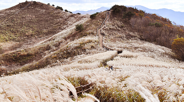 정선 민둥산 억새