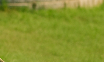 농협 벌초대행 가격