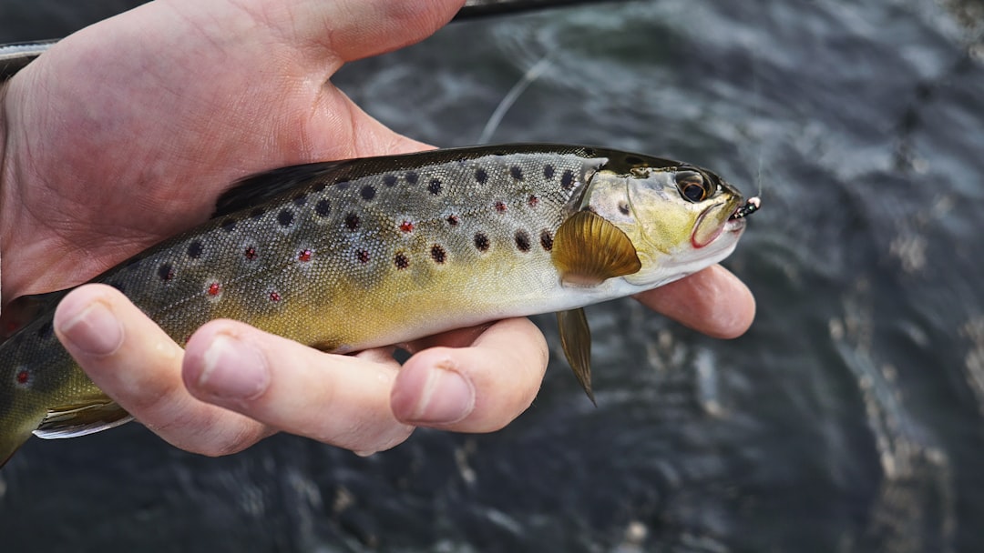 Fishery
