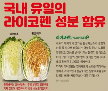 라이코펜많은황금배추