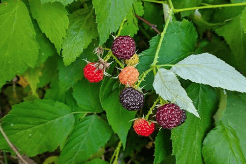 복분자35