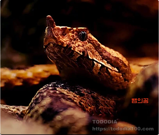 뱀꿈-꿈해몽-3