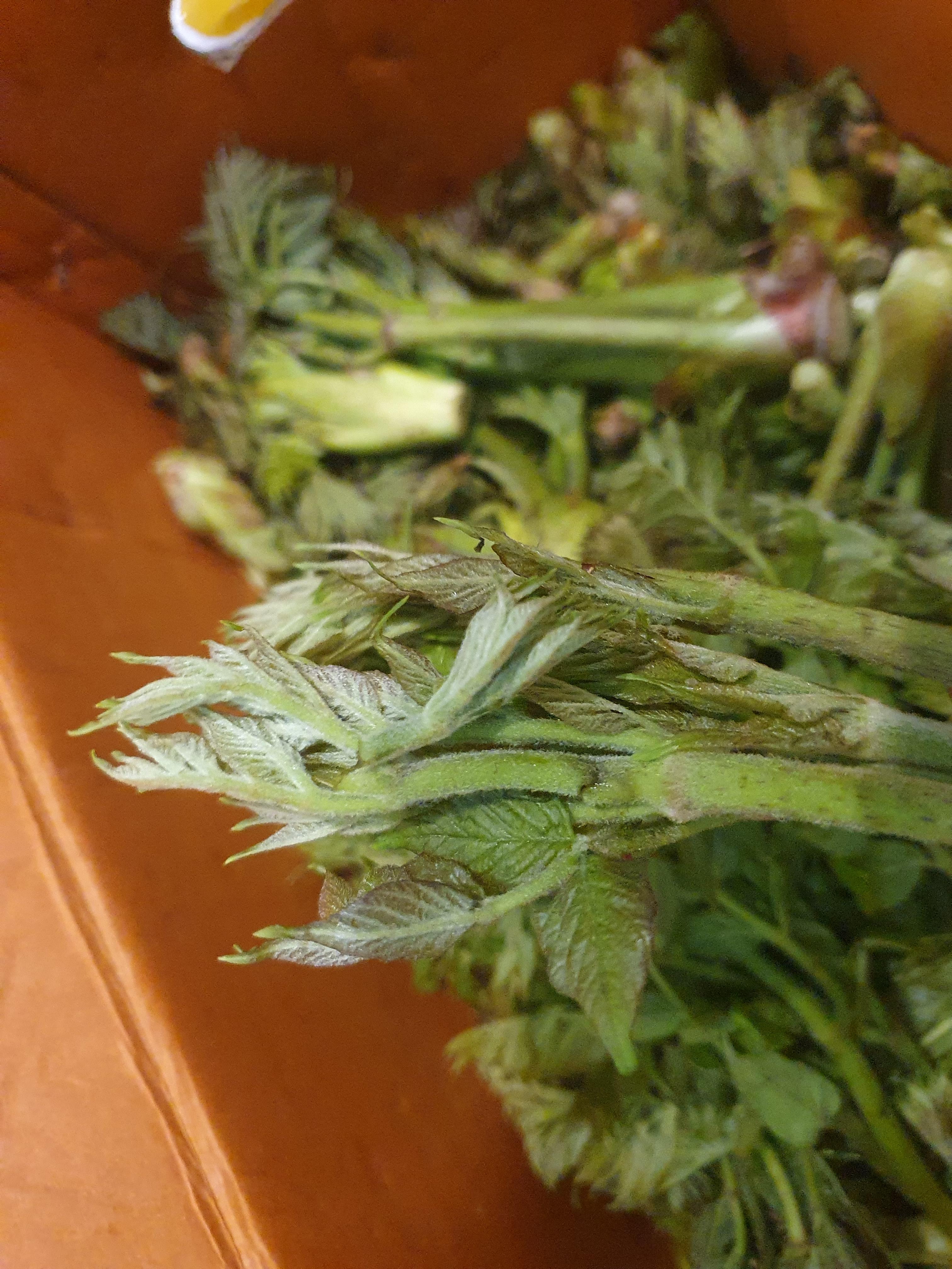 두릅 효능 가격 두릅 먹는 방법