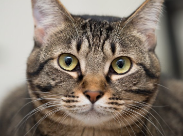 정면을 바라보는 고양이.