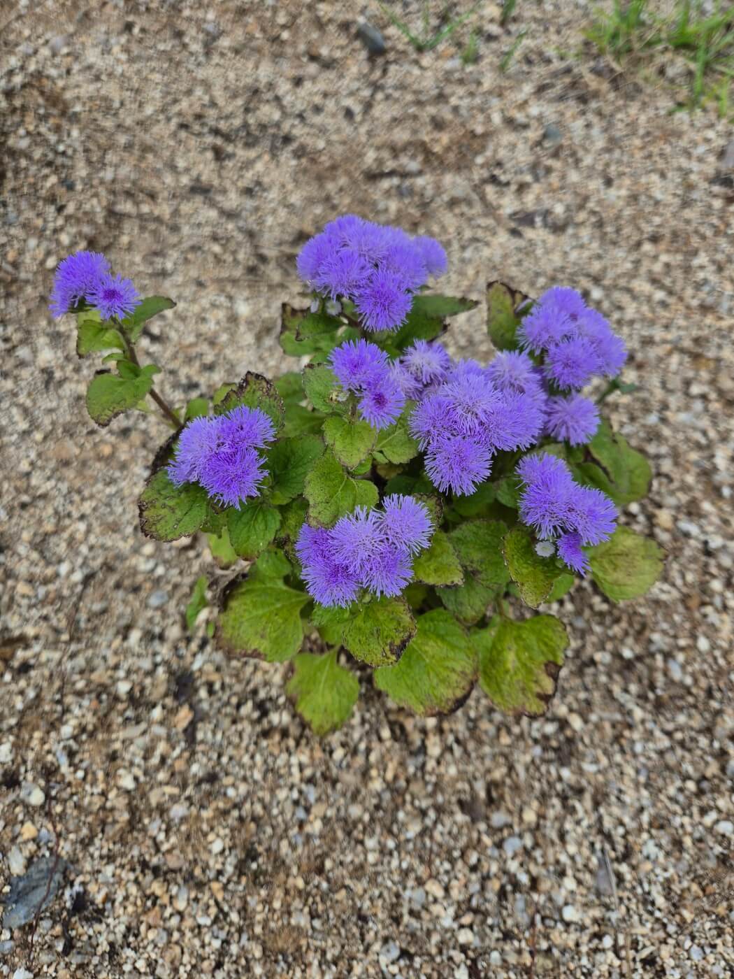 끈기 명언 인내 도전 꾸준함 