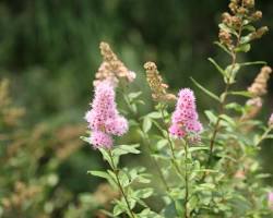 꼬리조팝나무 이미지 사진