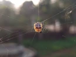 거미 꿈