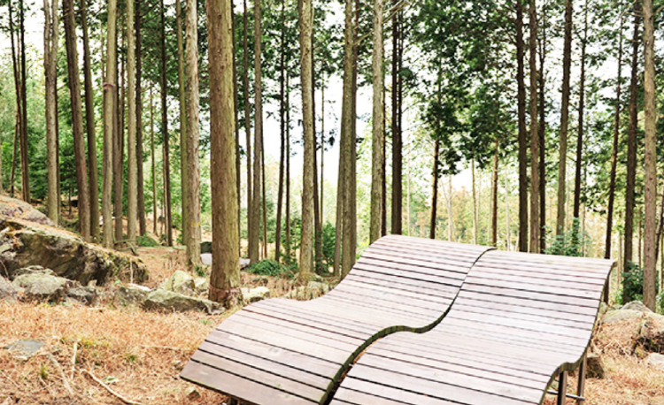 장흥 우드랜드 편백숲