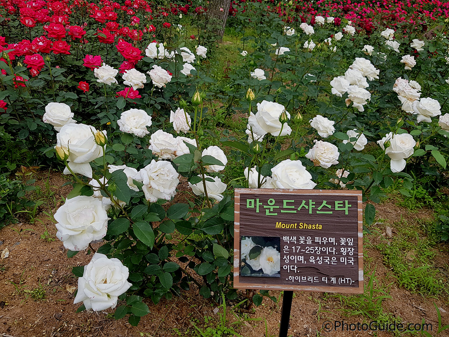 마운트샤스타