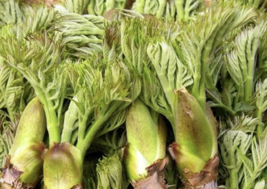 두릅 제철